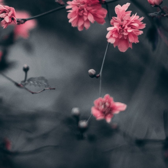 Meet your Posher, Catherine - Picture 2 of 2